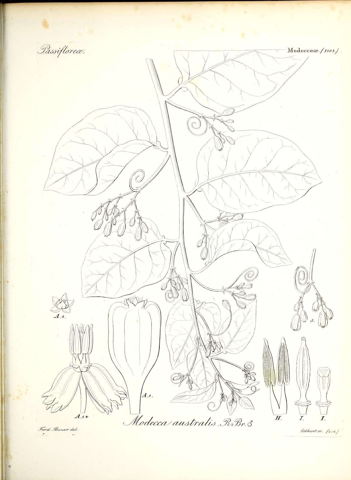 Image of Adenia heterophylla subsp. australis (R. Br. ex DC.) de Wilde