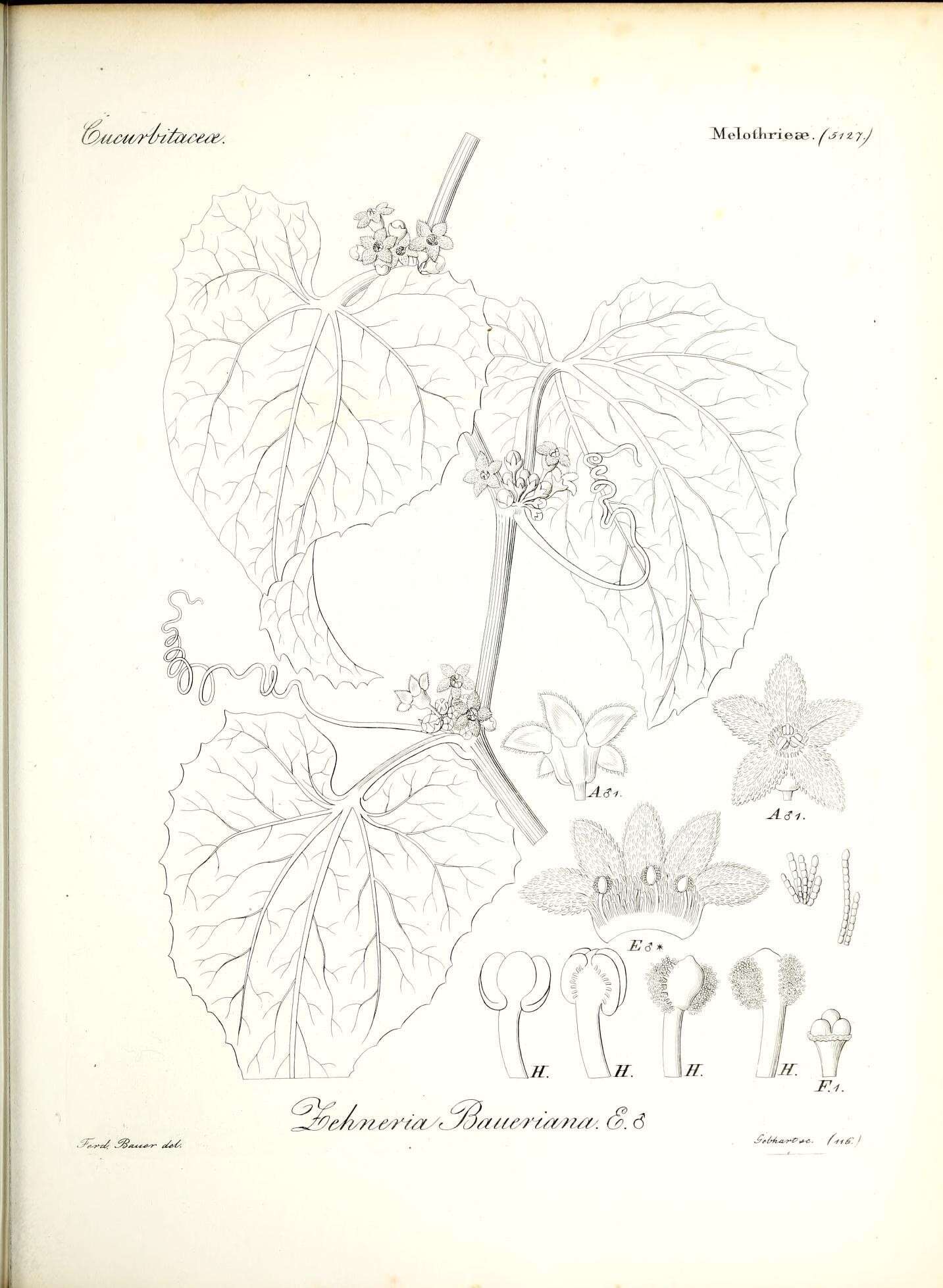 Image of Zehneria mucronata (Bl.) Miq.