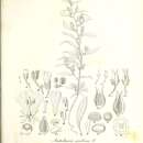 Image of Anticharis arabica Steud. & Hochst. ex Endl.