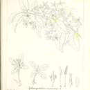 Image of Aphanopetalum resinosum Endl.