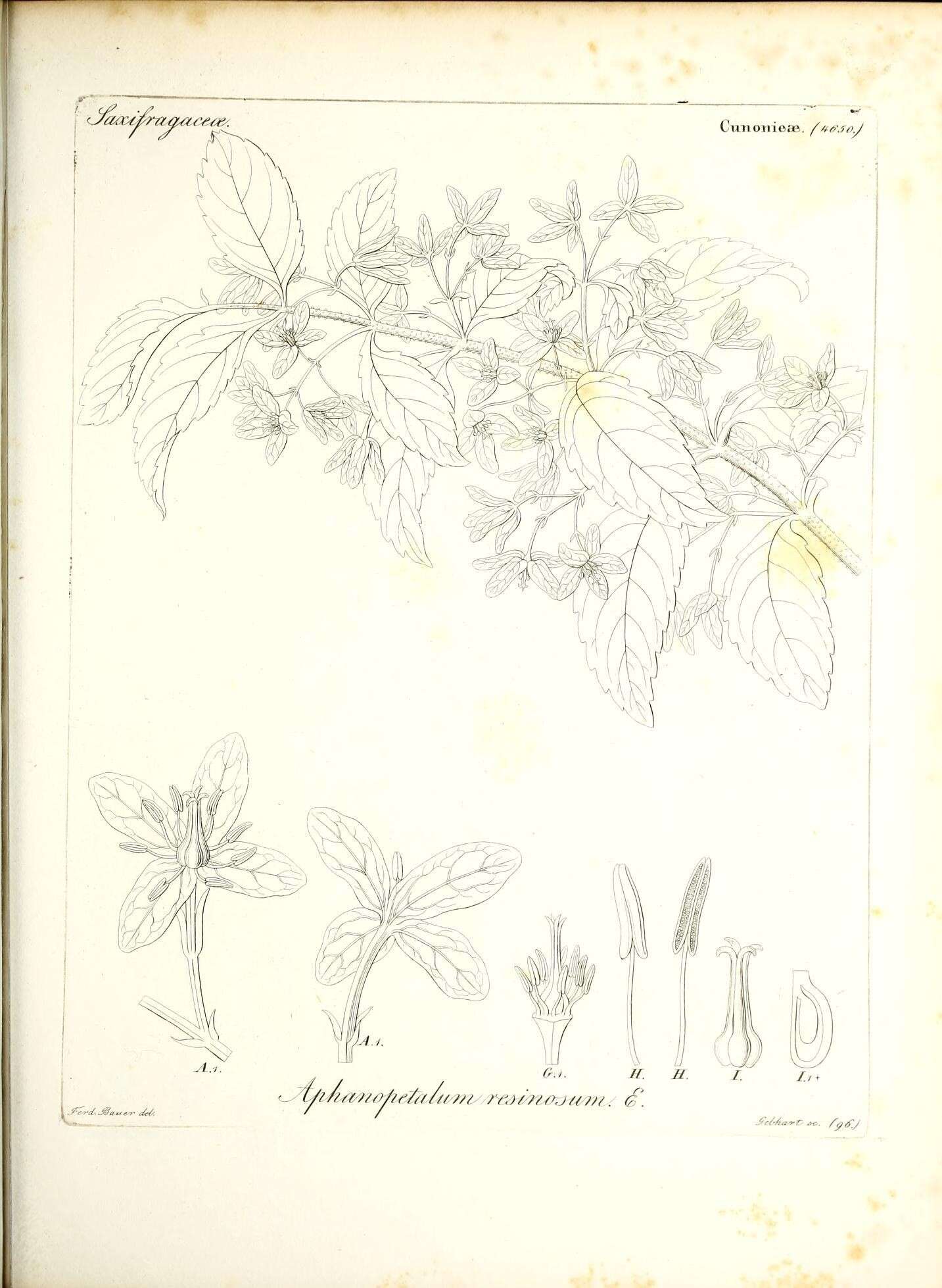 Image of Aphanopetalaceae