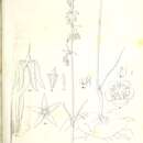 صورة Ceropegia glabriflora (F. Muell.) Bruyns