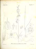 Image de Ceropegia glabriflora (F. Muell.) Bruyns