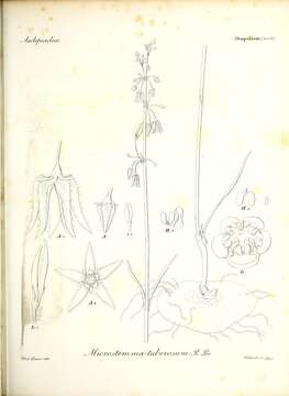 صورة Ceropegia glabriflora (F. Muell.) Bruyns