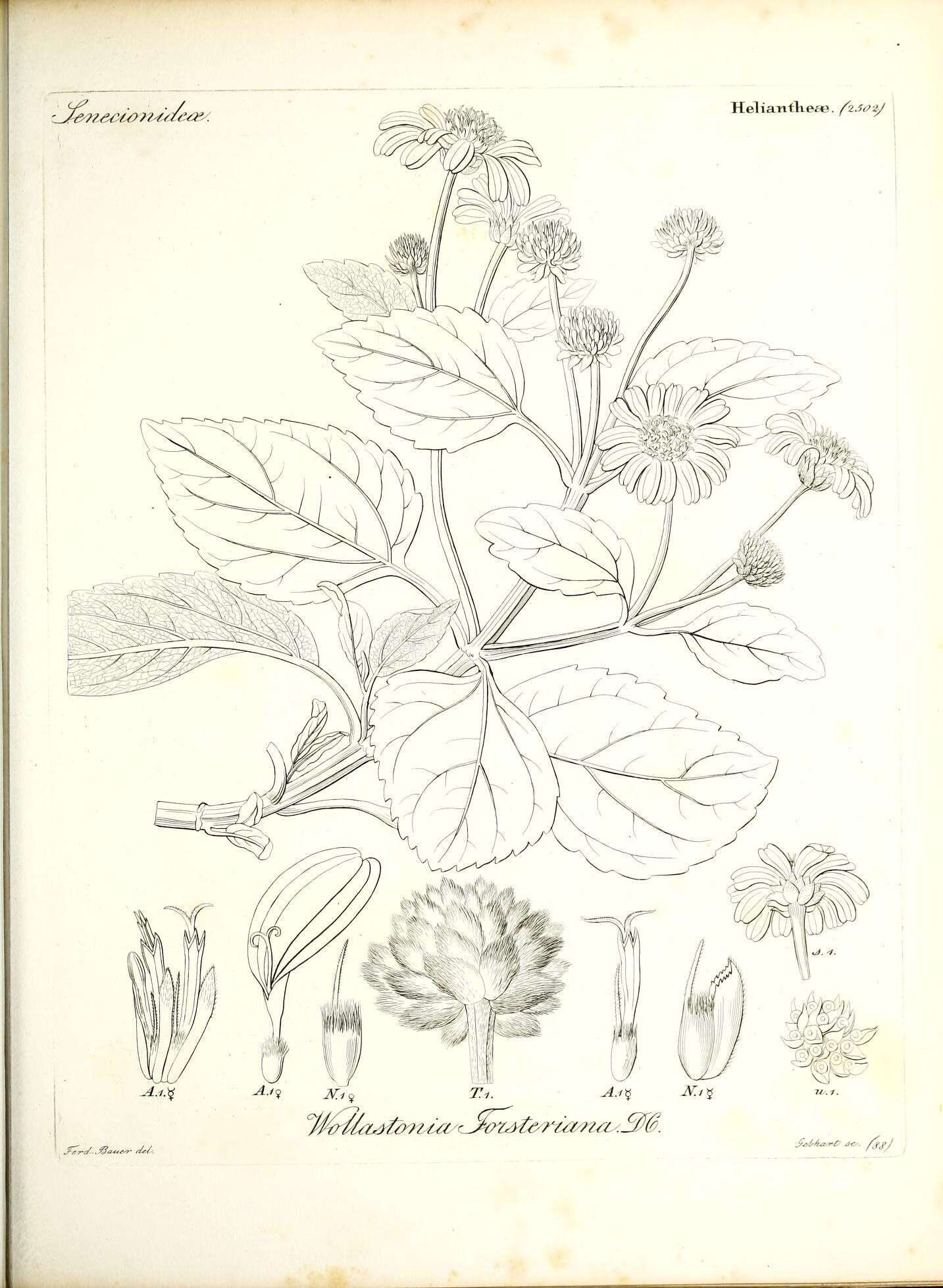 صورة Wollastonia uniflora (Spreng.) W. R. B. Oliv.