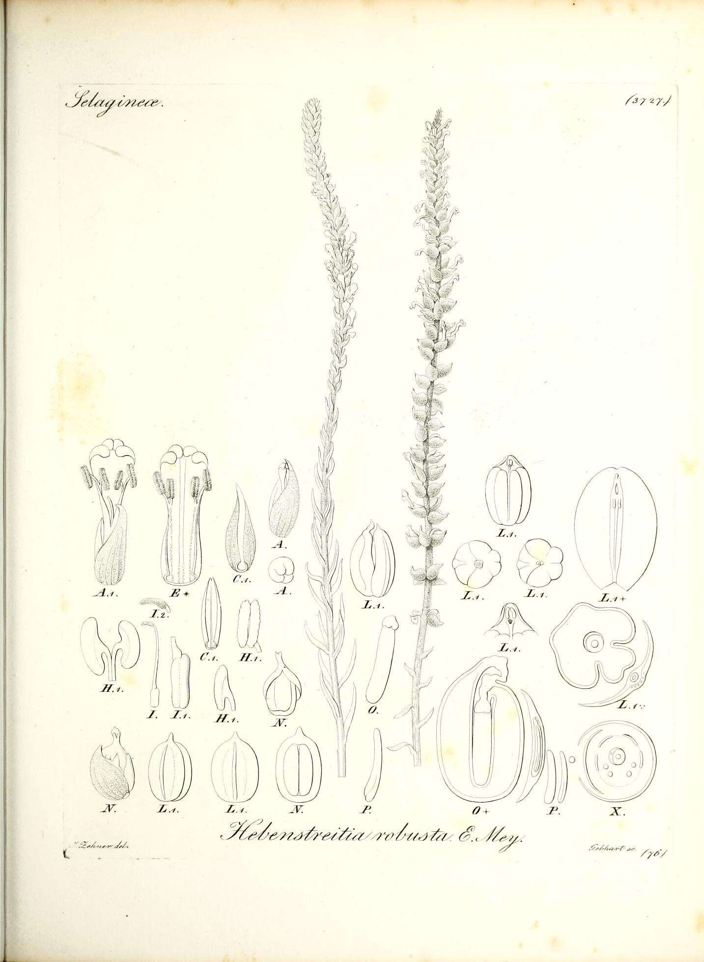 Image of Hebenstretia robusta E. Mey.