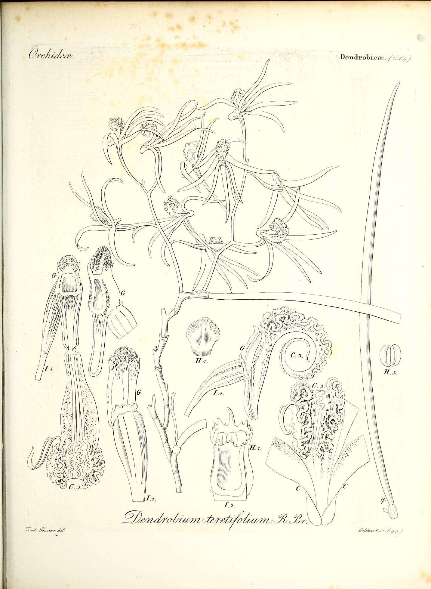 Dendrobium teretifolium R. Br. resmi