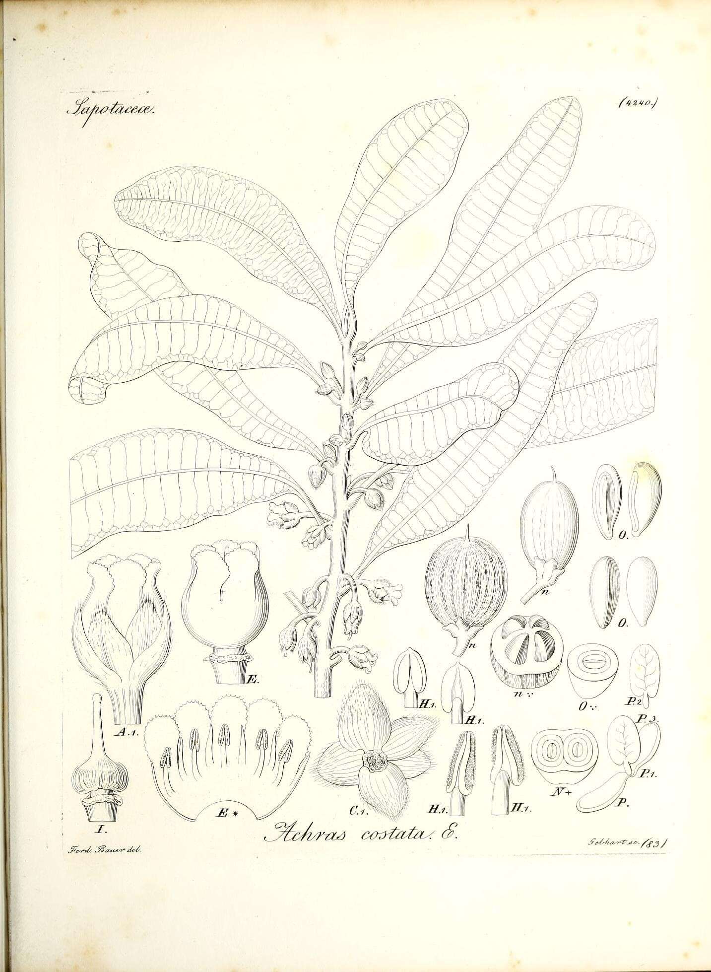 Image of Planchonella costata (Endl.) Pierre