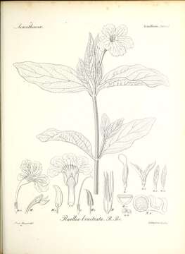 Image of Ruellia bracteata R. Br.