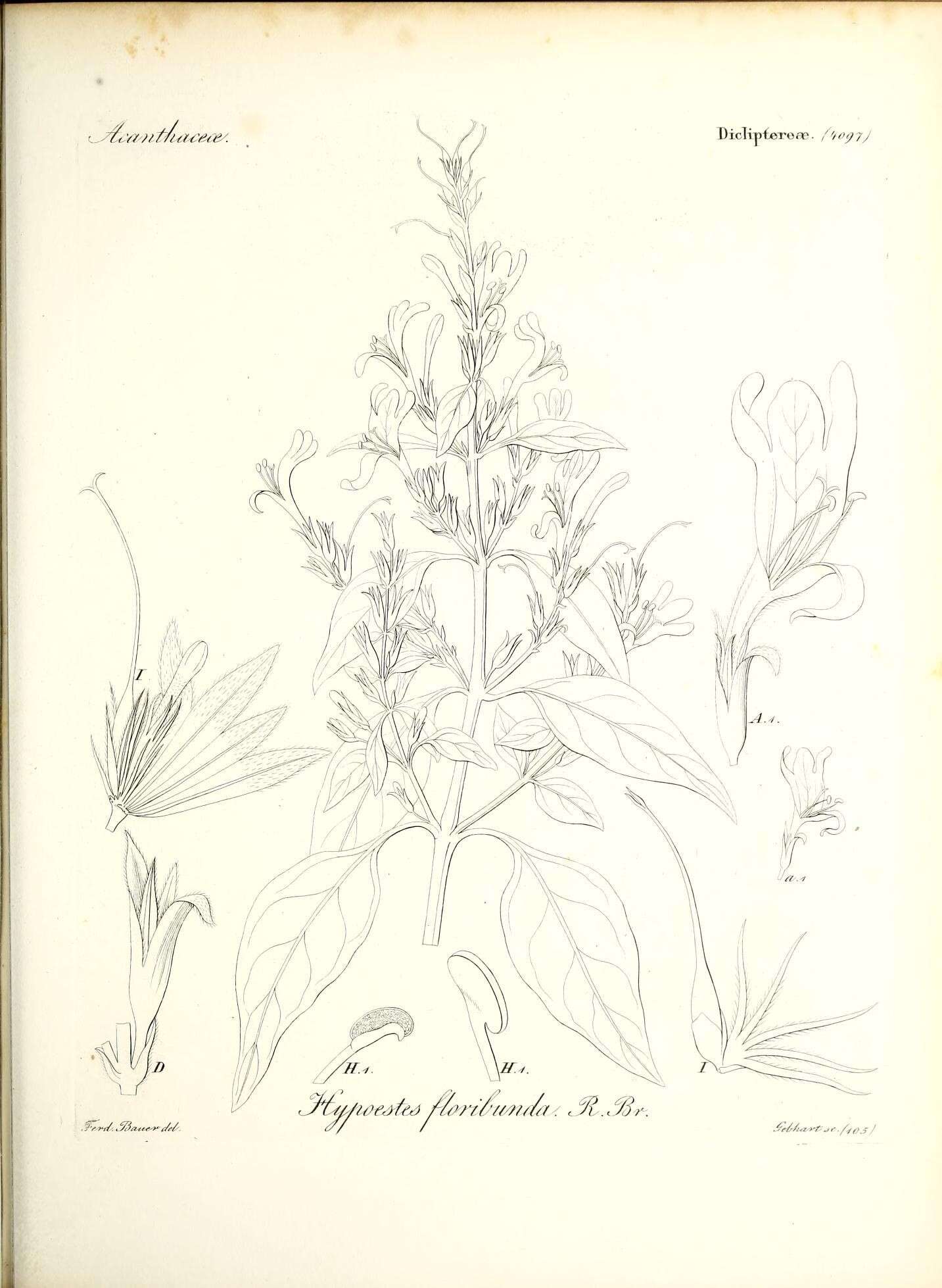 Image of Hypoestes floribunda R. Br.