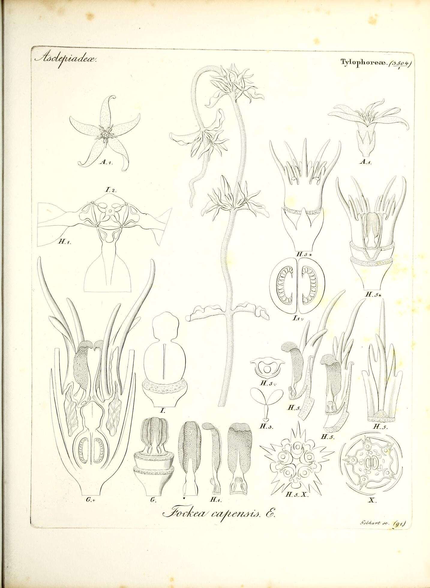 Image of Fockea capensis Endl.