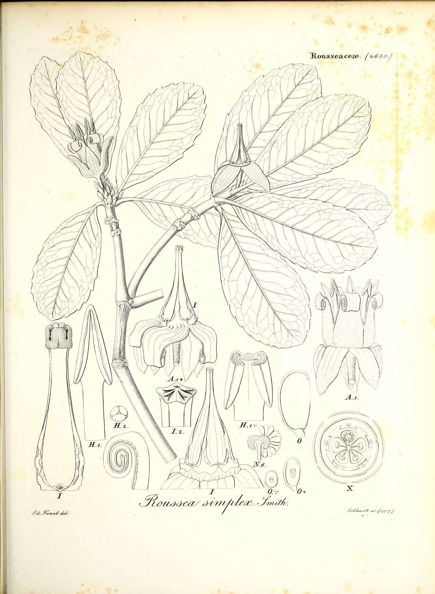 Image of Roussea simplex Sm.