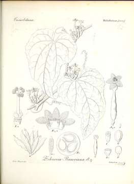 Image de Zehneria mucronata (Bl.) Miq.