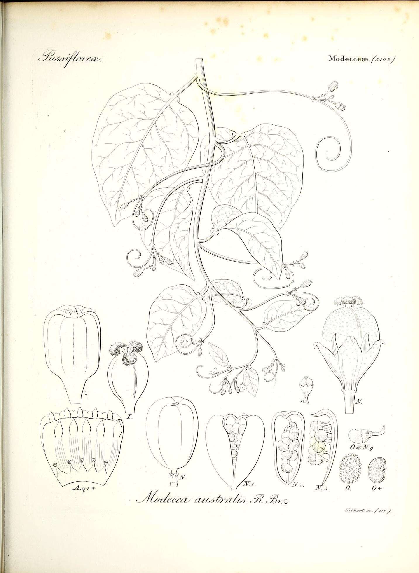 Image of Adenia heterophylla subsp. australis (R. Br. ex DC.) de Wilde