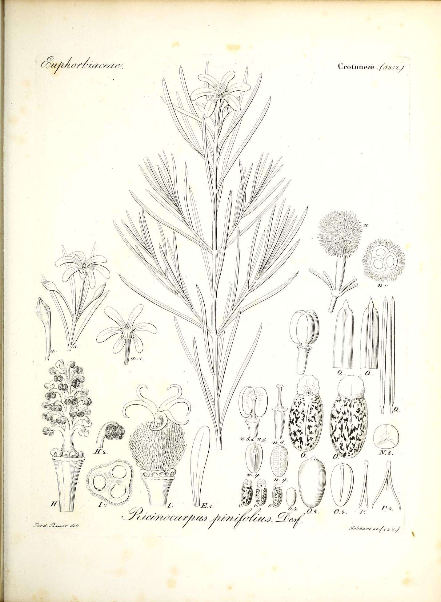 Image of <i>Ricinocarpus pinifolius</i>