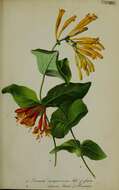 Image of trumpet honeysuckle