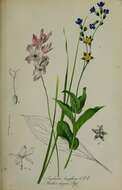 Sivun Cynoglossum longifolium (Leichtlin ex Beck & F. Abel) Greuter & Stier kuva