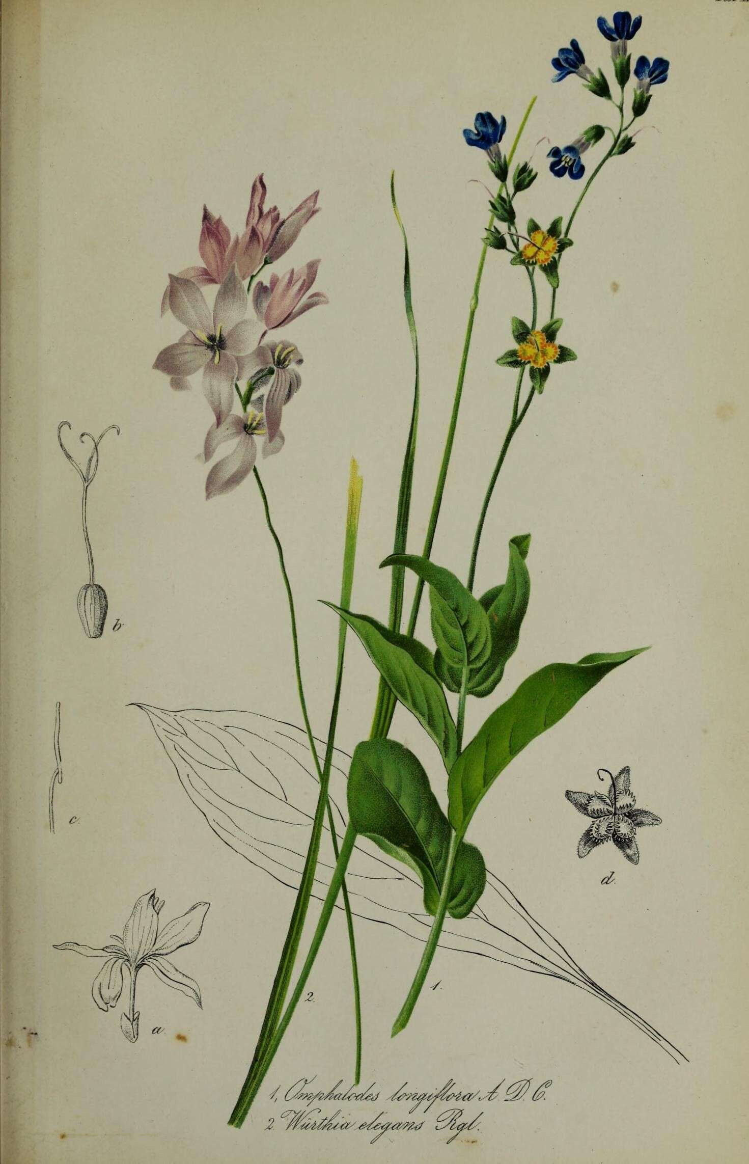 Cynoglossum longifolium (Leichtlin ex Beck & F. Abel) Greuter & Stier resmi