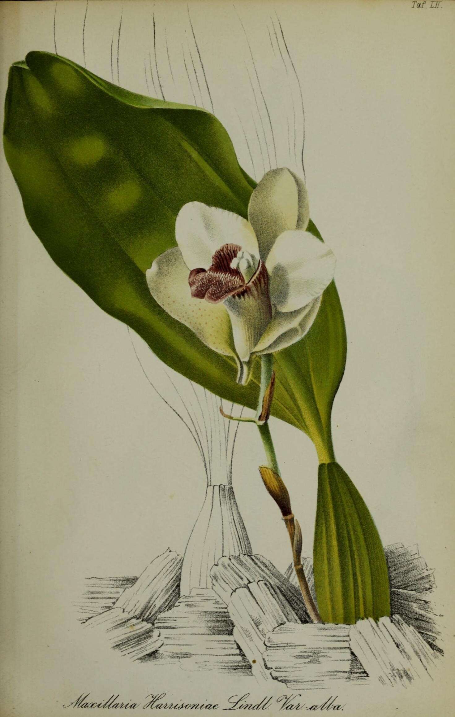 Image de Bifrenaria harrisoniae (Hook.) Rchb. fil.