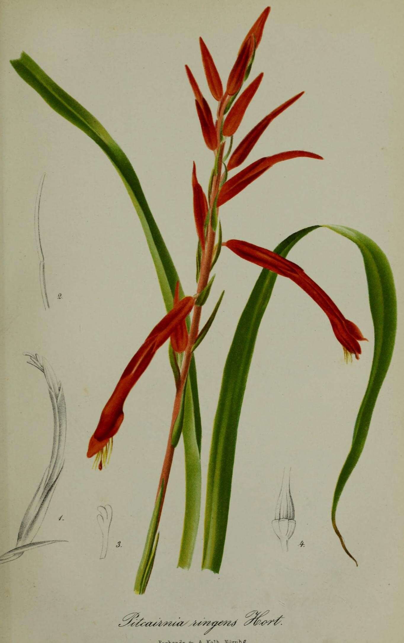 Image of Pitcairnia ringens Klotzsch