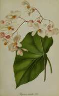 Image of Begonia minor Jacq.