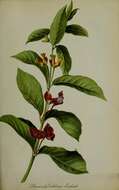 Image of twinberry honeysuckle