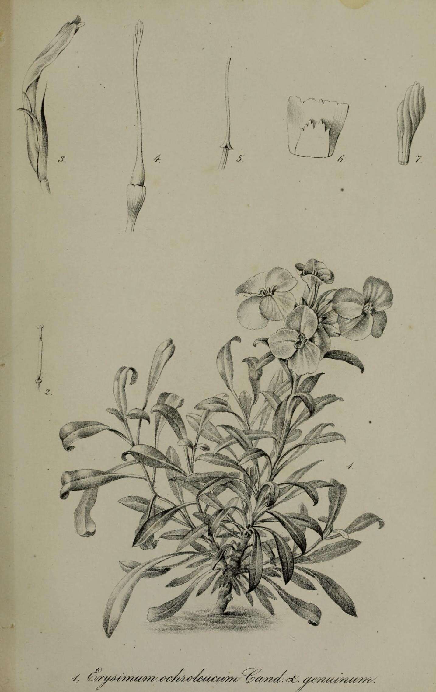 Image of Erysimum humile Pers.