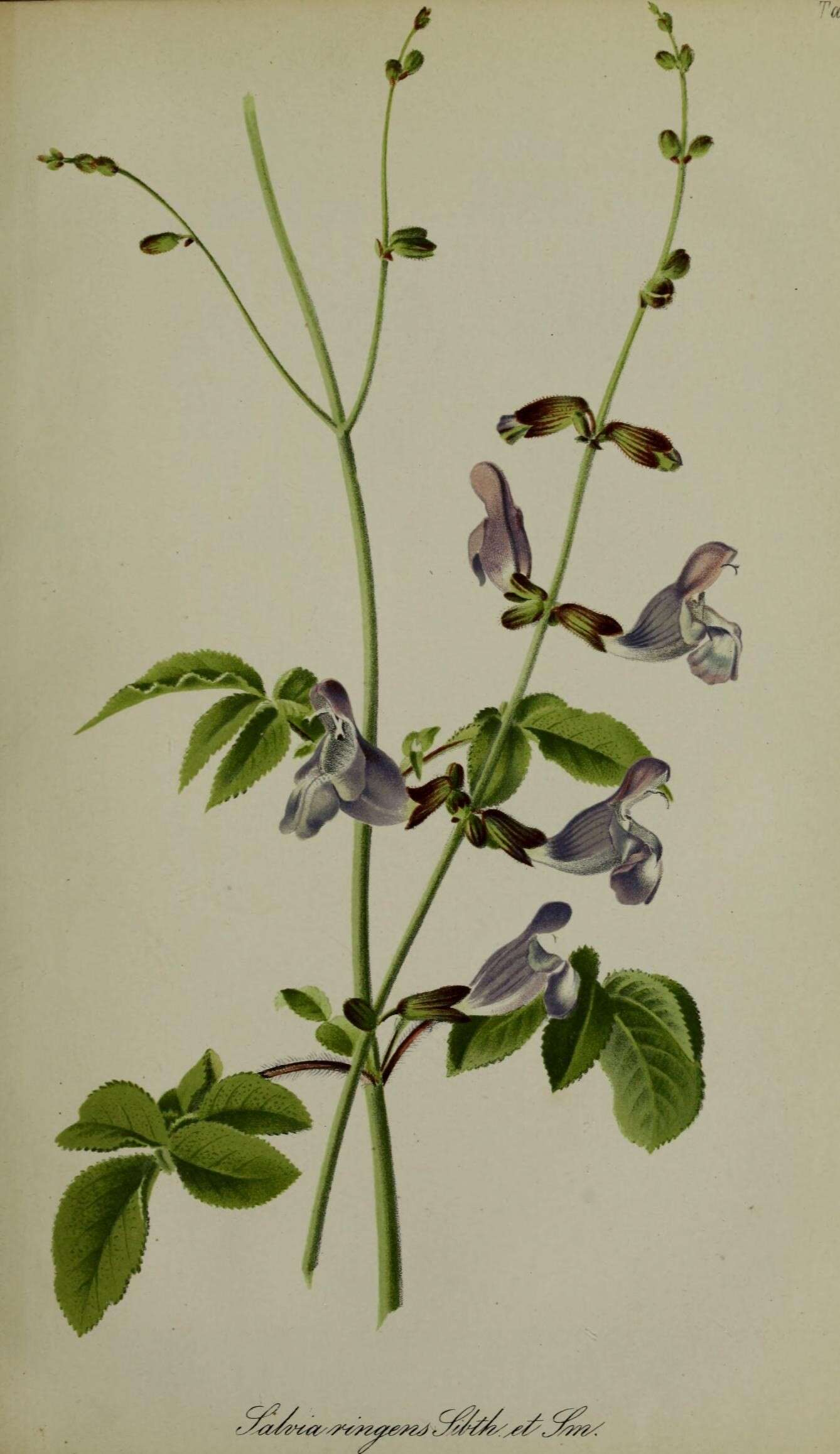 Image of Salvia ringens Sm.