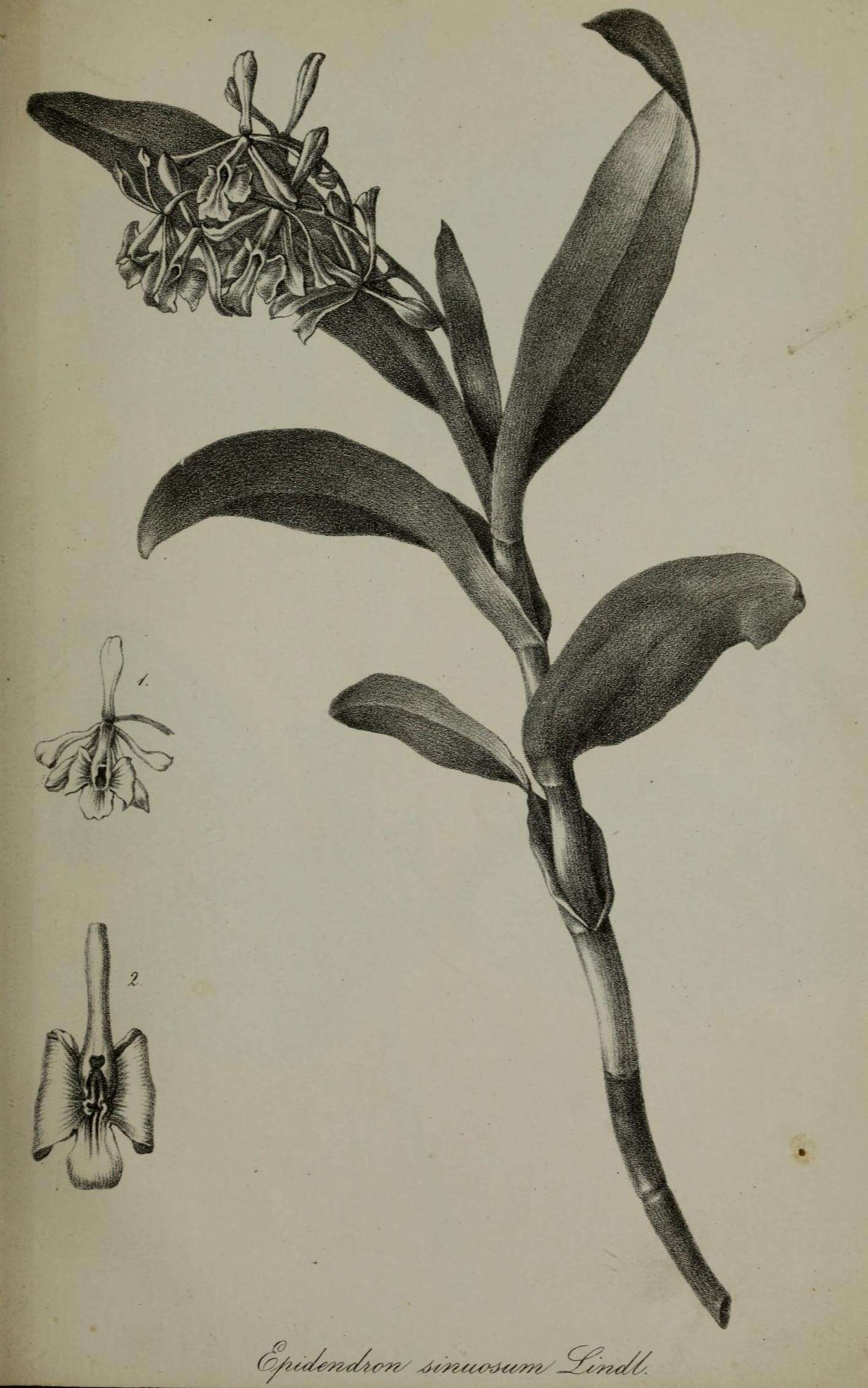 Image of Epidendrum sinuosum Lindl.