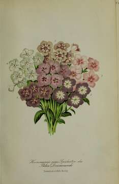 Image of annual phlox