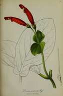 Image of Sinningia cardinalis (Lehm.) H. E. Moore