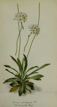 Image of Armeria arenaria (Pers.) Schult.