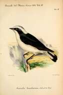 Image of Pied Wheatear