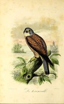 Image of kestrel, common kestrel