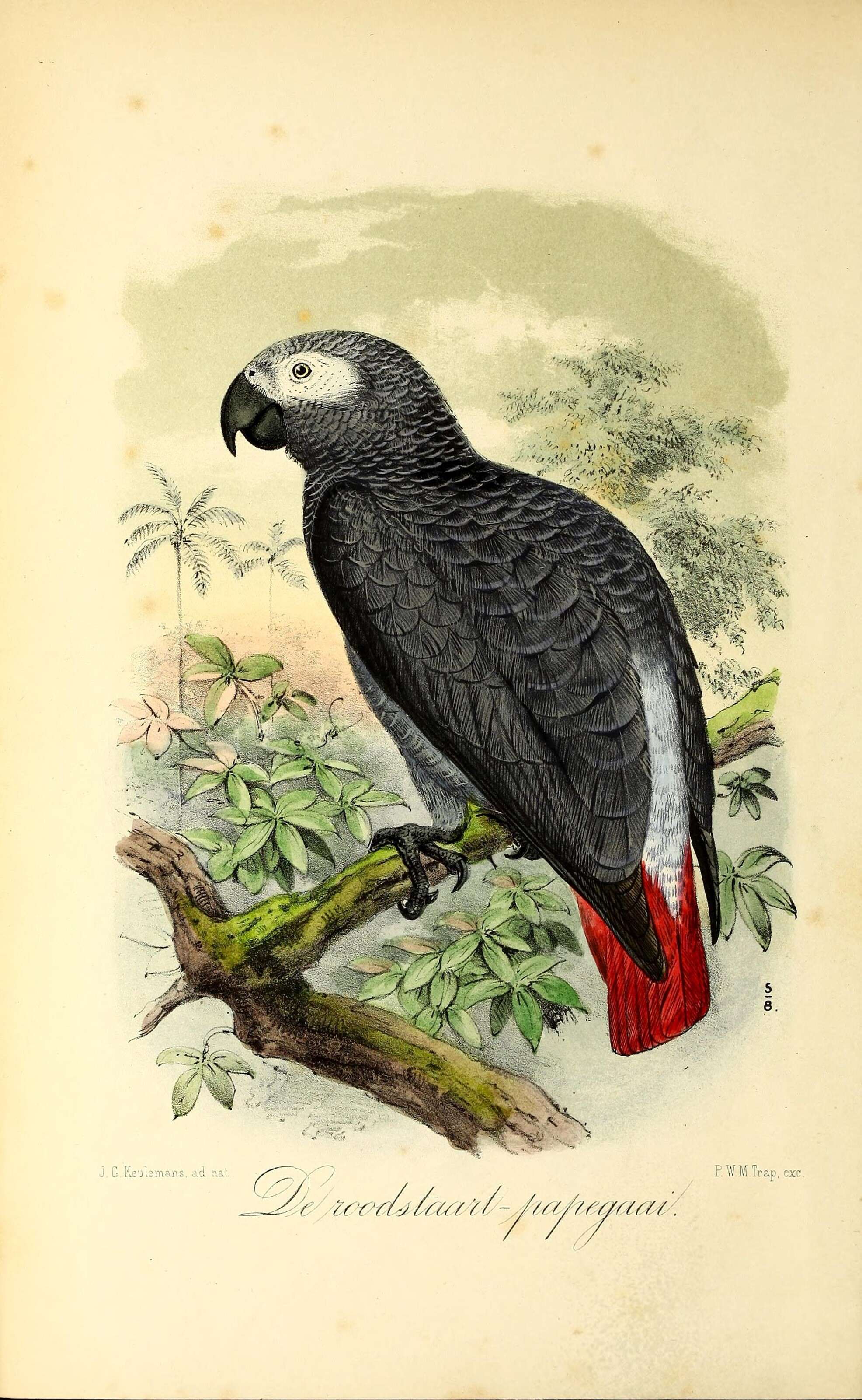 Image of Psittacus Linnaeus 1758