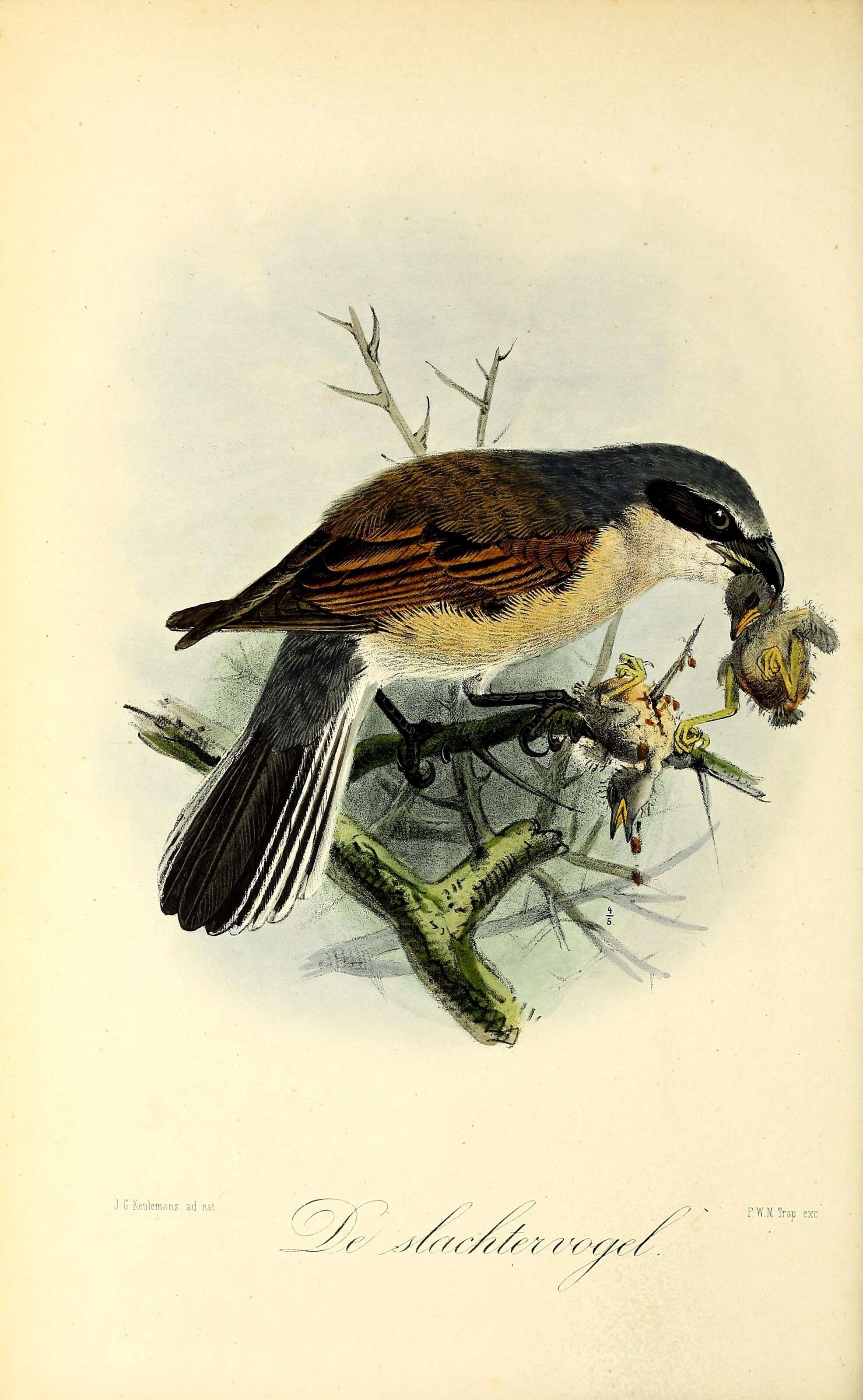 Image of Red-backed Shrike