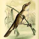 Слика од Acrocephalus sorghophilus (Swinhoe 1863)