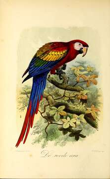 Image of Scarlet Macaw