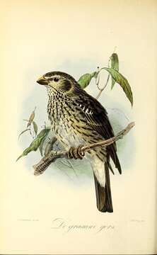 Image of Corn Bunting