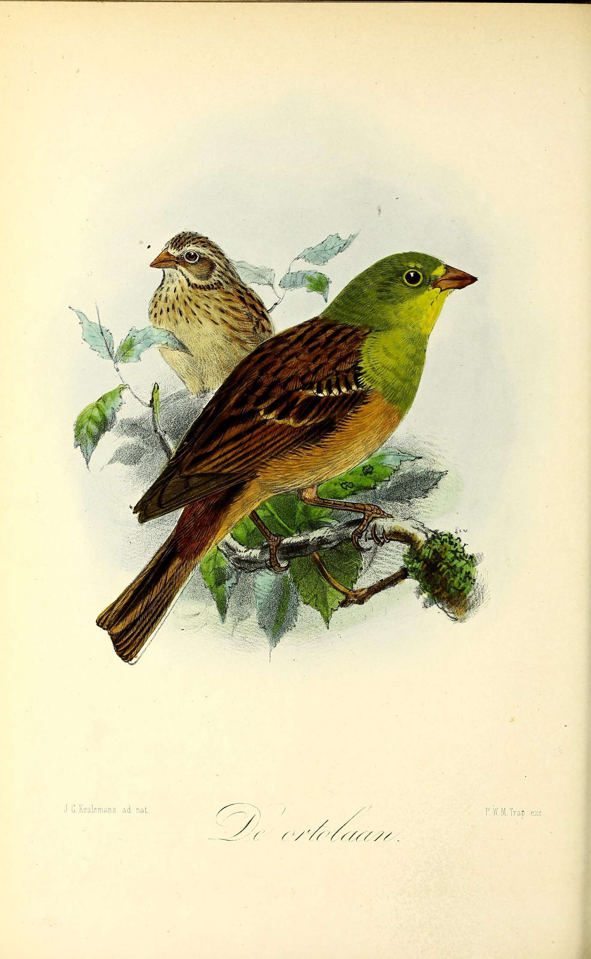 Image of Ortolan Bunting