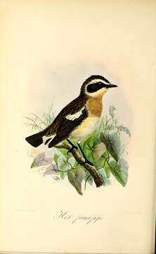 Image of Whinchat