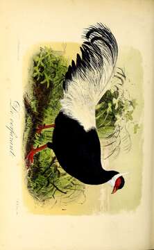 Image of Blue Eared Pheasant