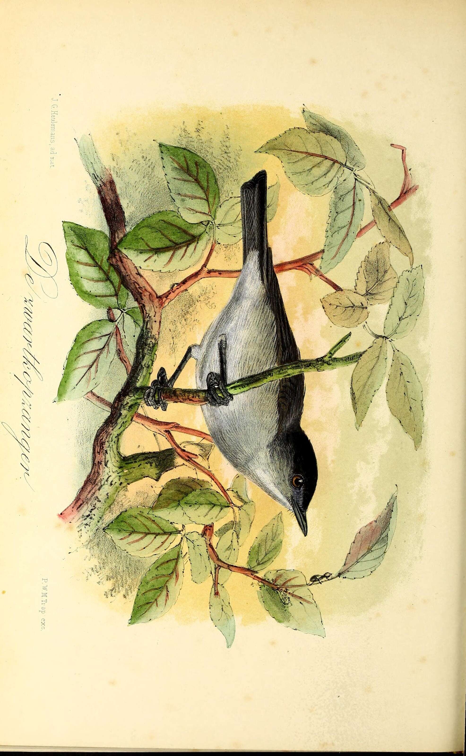 Image of Blackcap