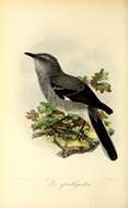 Image of Northern Mockingbird