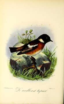 Image of European Stonechat