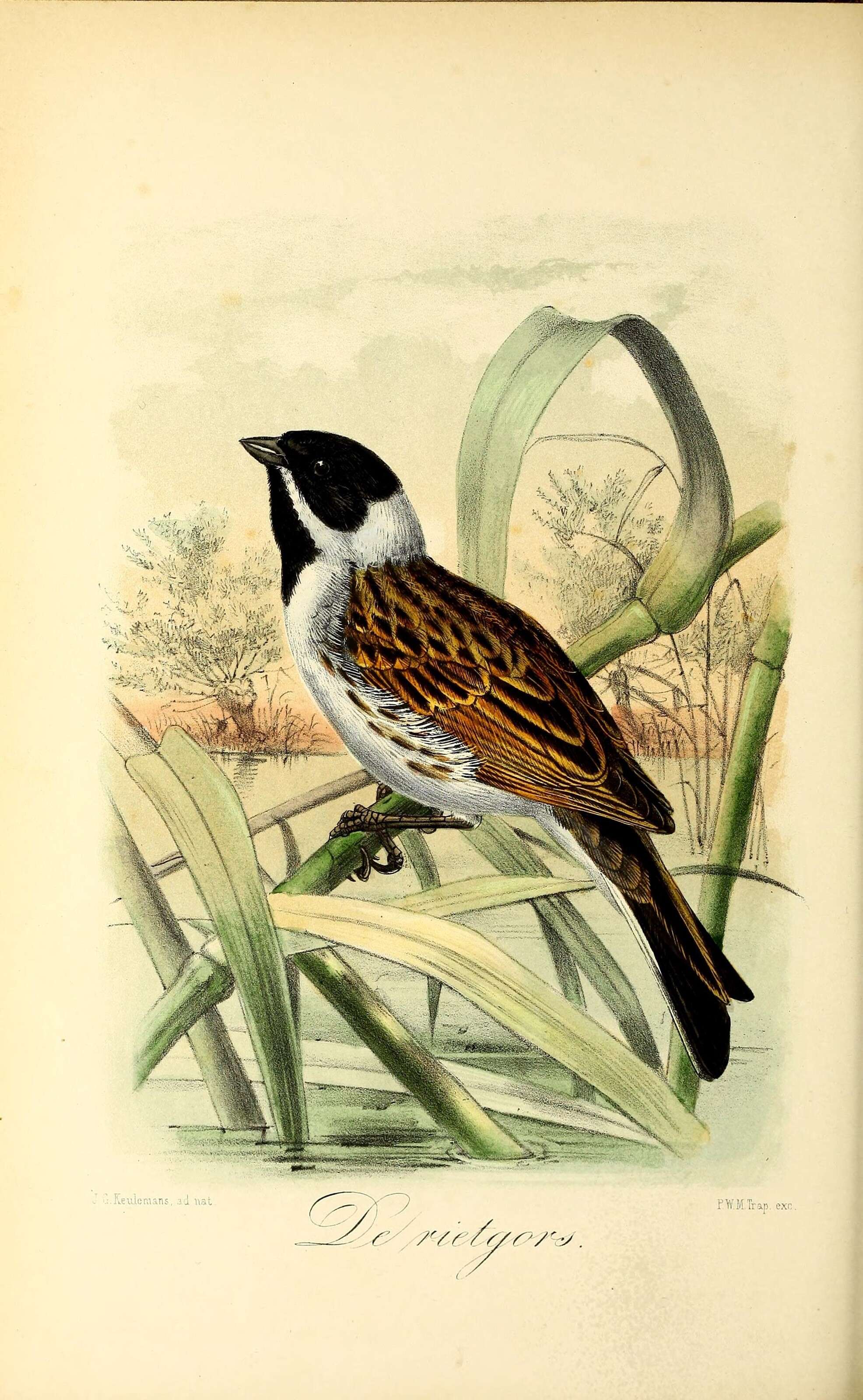 Image of Common Reed Bunting