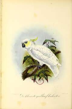 Image of Lesser Sulphur-crested Cockatoo