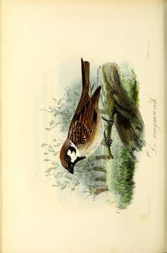 Image of Eurasian Tree Sparrow