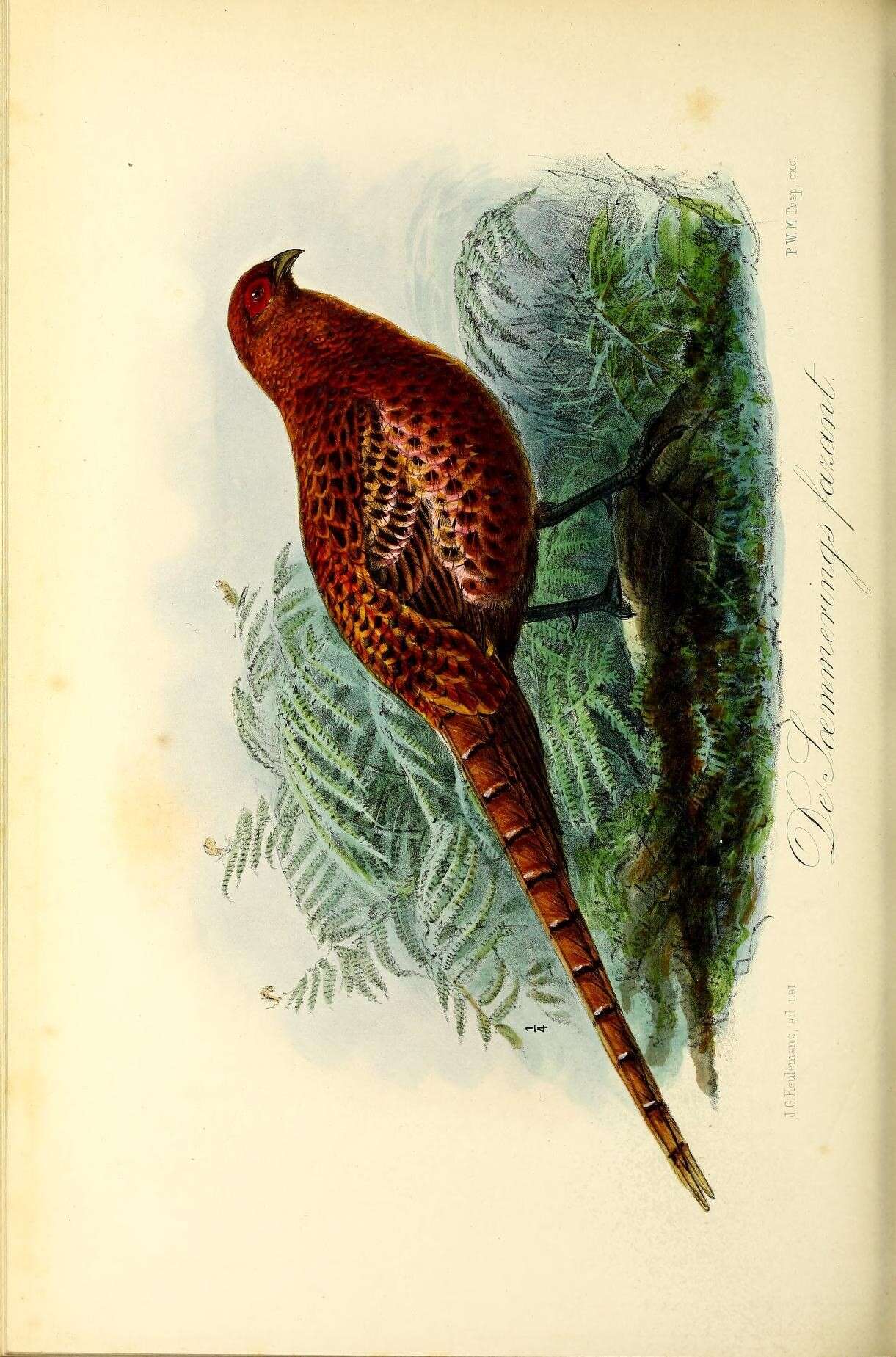 Image of Copper Pheasant