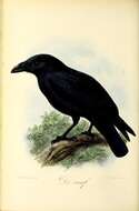 Image of Northern Raven